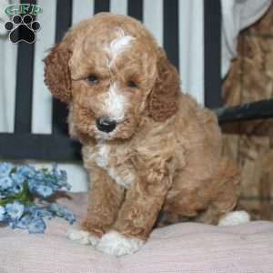 Faye, Mini Goldendoodle Puppy