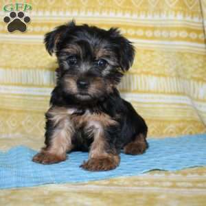 Dallus, Yorkie Puppy