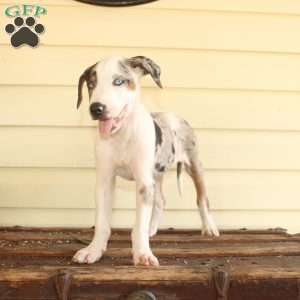 Rachel, Doberman Mix Puppy