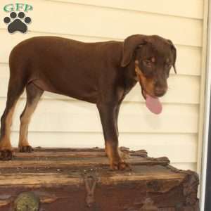 Rebecca, Doberman Mix Puppy