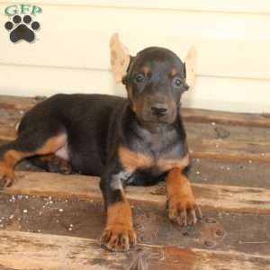 Sunshine, Doberman Pinscher Puppy