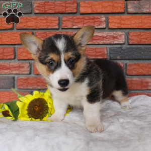 Starlight, Pembroke Welsh Corgi Puppy