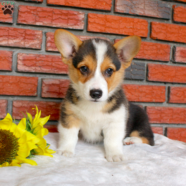 Secret, Pembroke Welsh Corgi Puppy