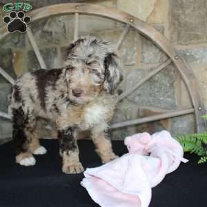 Jenny, Mini Labradoodle Puppy