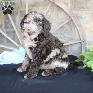 Johnny, Mini Labradoodle Puppy
