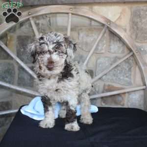 Jerry, Mini Labradoodle Puppy