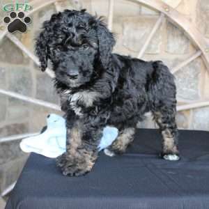 Jack, Mini Labradoodle Puppy