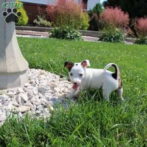 Sheila, Jack Russell Terrier Puppy
