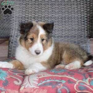 Landis, Sheltie Puppy