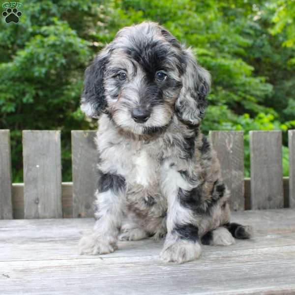 Kip, Mini Goldendoodle Puppy