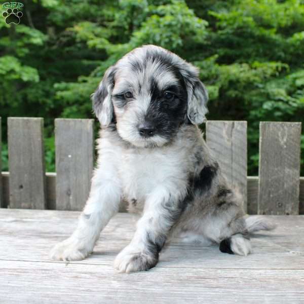 Kyle, Mini Goldendoodle Puppy