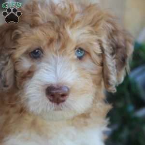 Sorbet, Mini Labradoodle Puppy