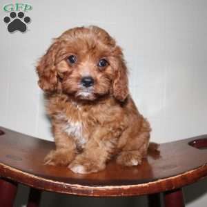Hans, Cavapoo Puppy