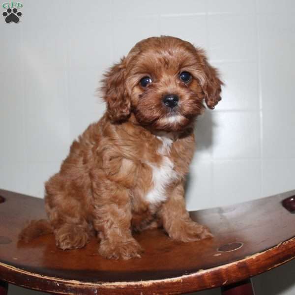 Hilda, Cavapoo Puppy