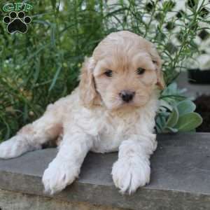 Paul, Cockapoo Puppy