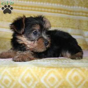 Debbie, Yorkie Puppy
