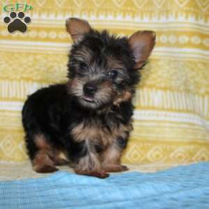Dickie, Yorkie Puppy