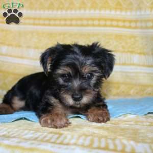 Dallus, Yorkie Puppy