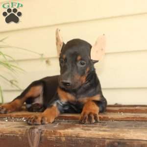 Sunshine, Doberman Pinscher Puppy