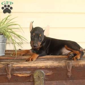 Sammy, Doberman Pinscher Puppy