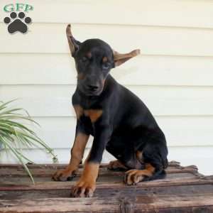 Sasha, Doberman Pinscher Puppy