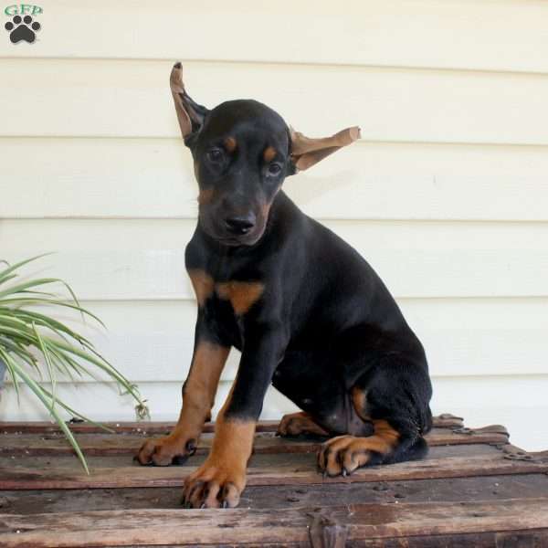 Sasha, Doberman Pinscher Puppy