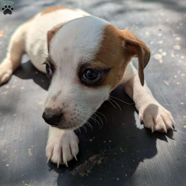 Star, Jack Russell Mix Puppy