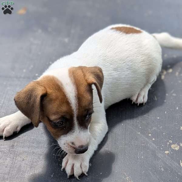 Ruby, Jack Russell Mix Puppy