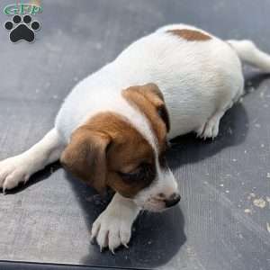 Ruby, Jack Russell Mix Puppy