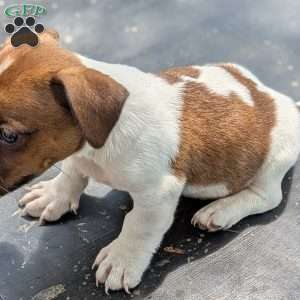 Bouser, Jack Russell Mix Puppy