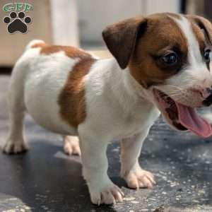 Rover, Jack Russell Mix Puppy