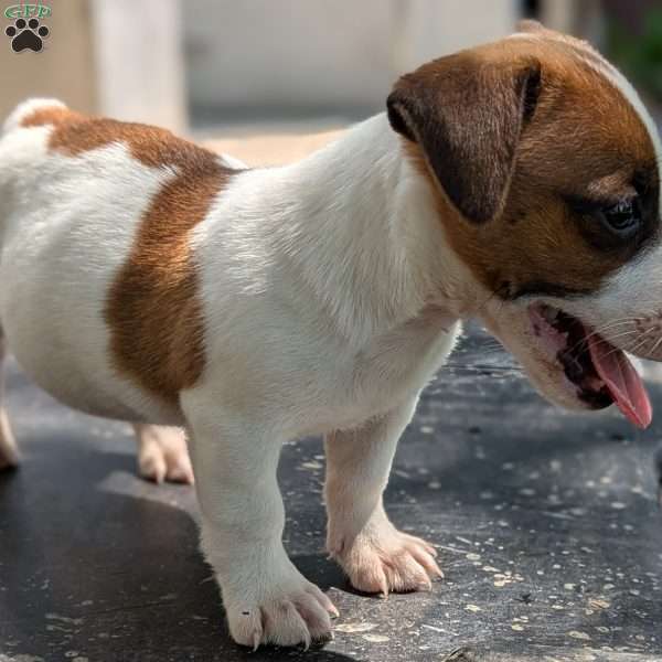 Rover, Jack Russell Mix Puppy