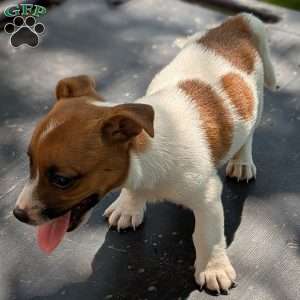 patches, Jack Russell Mix Puppy