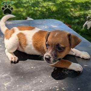 Sparkles, Jack Russell Mix Puppy