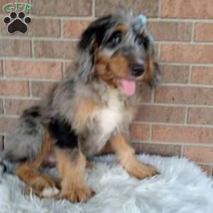 River, Mini Bernedoodle Puppy