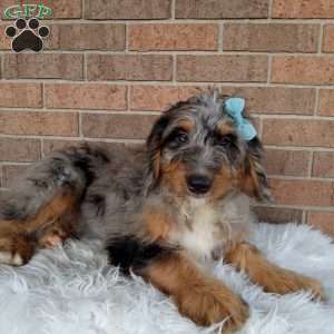 River, Mini Bernedoodle Puppy