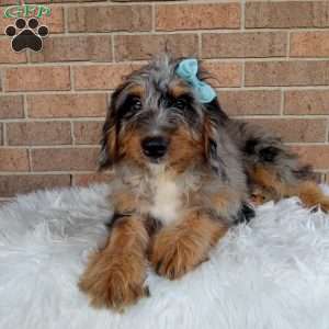 River, Mini Bernedoodle Puppy