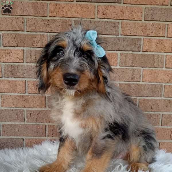 River, Mini Bernedoodle Puppy