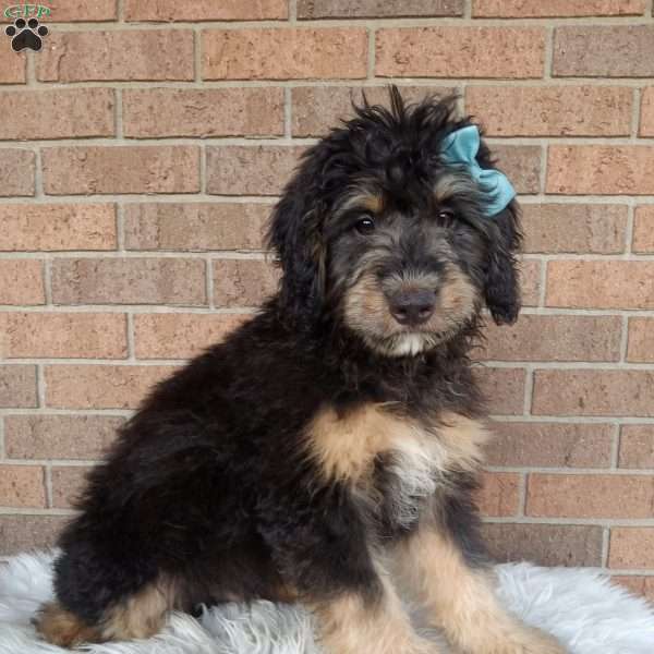 Bo, Mini Bernedoodle Puppy