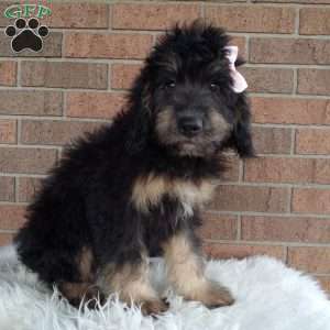 Lexi, Mini Bernedoodle Puppy