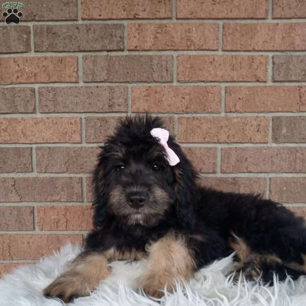 Lexi, Mini Bernedoodle Puppy