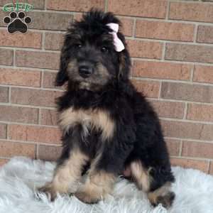 Lexi, Mini Bernedoodle Puppy