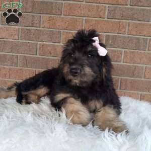Lexi, Mini Bernedoodle Puppy