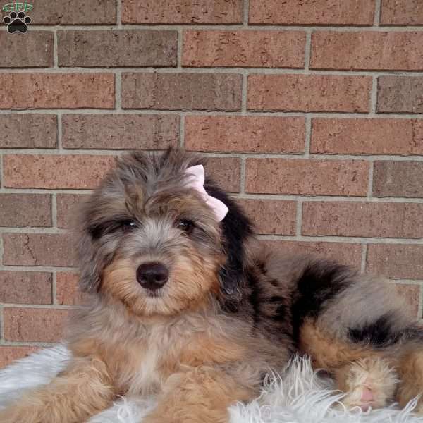 Molly, Mini Bernedoodle Puppy