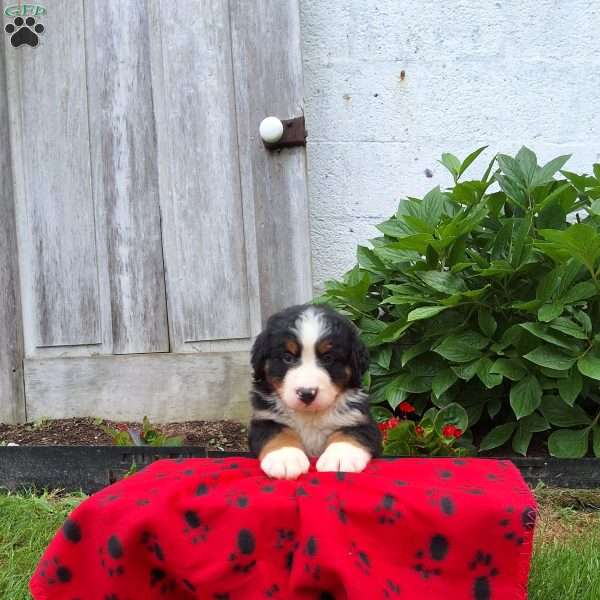 Niko, Bernese Mountain Dog Puppy