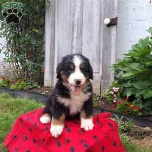 Niko, Bernese Mountain Dog Puppy