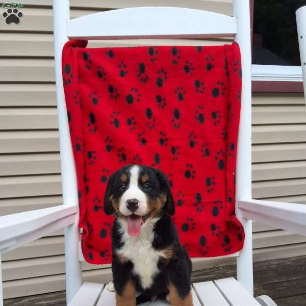 Noble, Bernese Mountain Dog Puppy