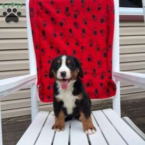 Noble, Bernese Mountain Dog Puppy