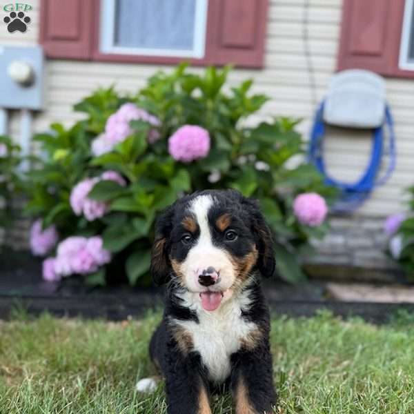 Nacho, Bernese Mountain Dog Puppy