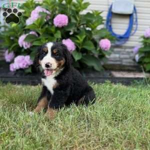 Nacho, Bernese Mountain Dog Puppy